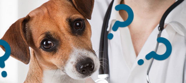 Soro Hiperimune para cães: o que é e para que serve?